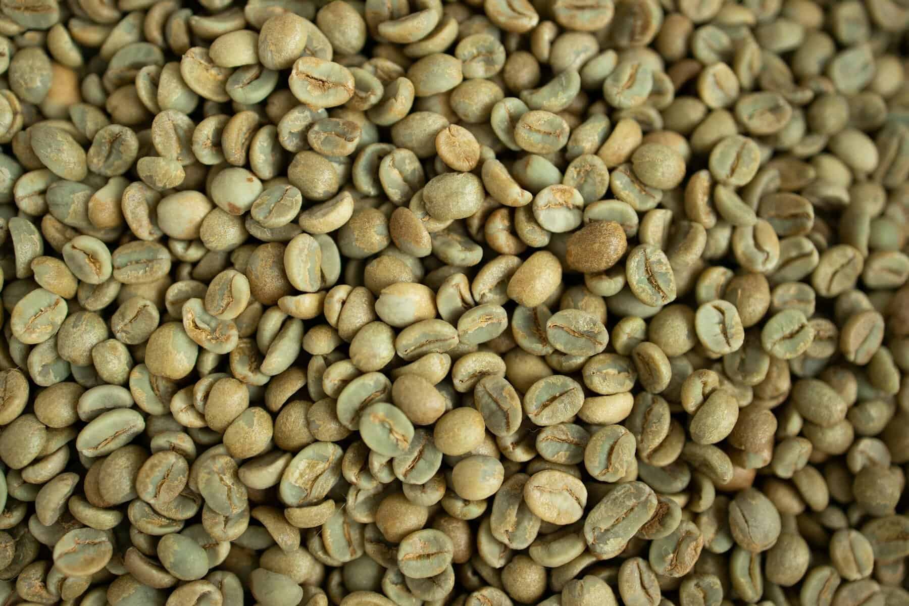Close-up of fresh green Panama Geisha coffee beans from Boquete, ready for roasting at record price of $30,204/kg.