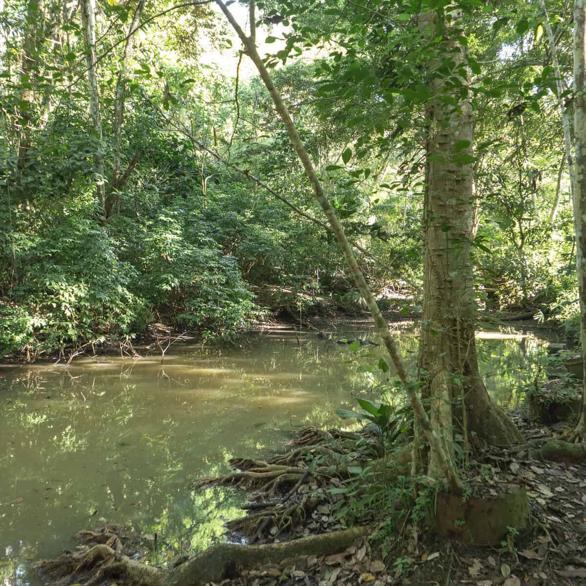 A wooden sign points the way to the Sendero Los Momótides trail at Metropolitan Natural Park in Panama City. This well-marked path leads visitors through shaded forest areas filled with native plants, birds, and wildlife, offering a tranquil nature escape just minutes from Casco Viejo.
