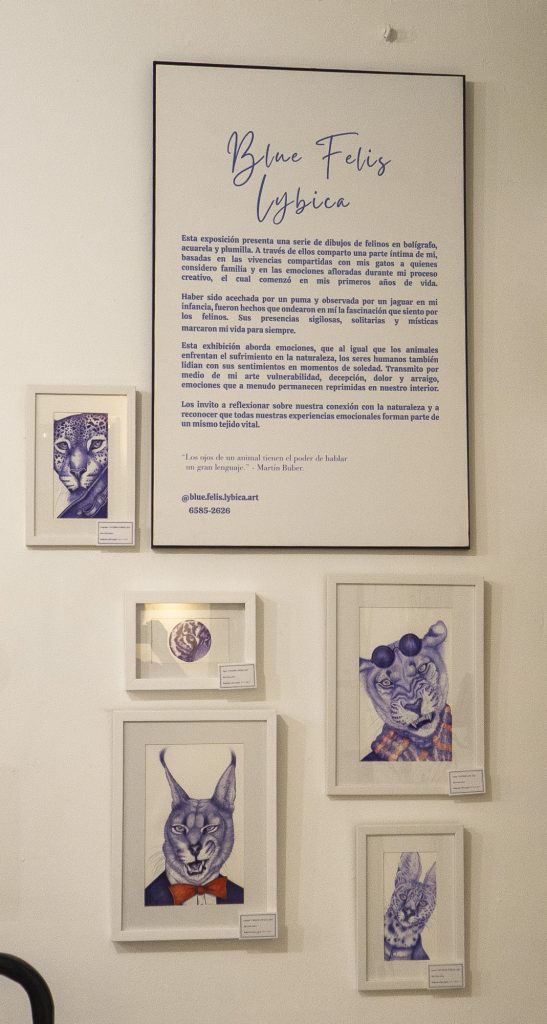 Framed wall display at Galería Solar in Casco Viejo featuring the Blue Felis Lybiica installation and five original feline-themed artworks in pen and ink.