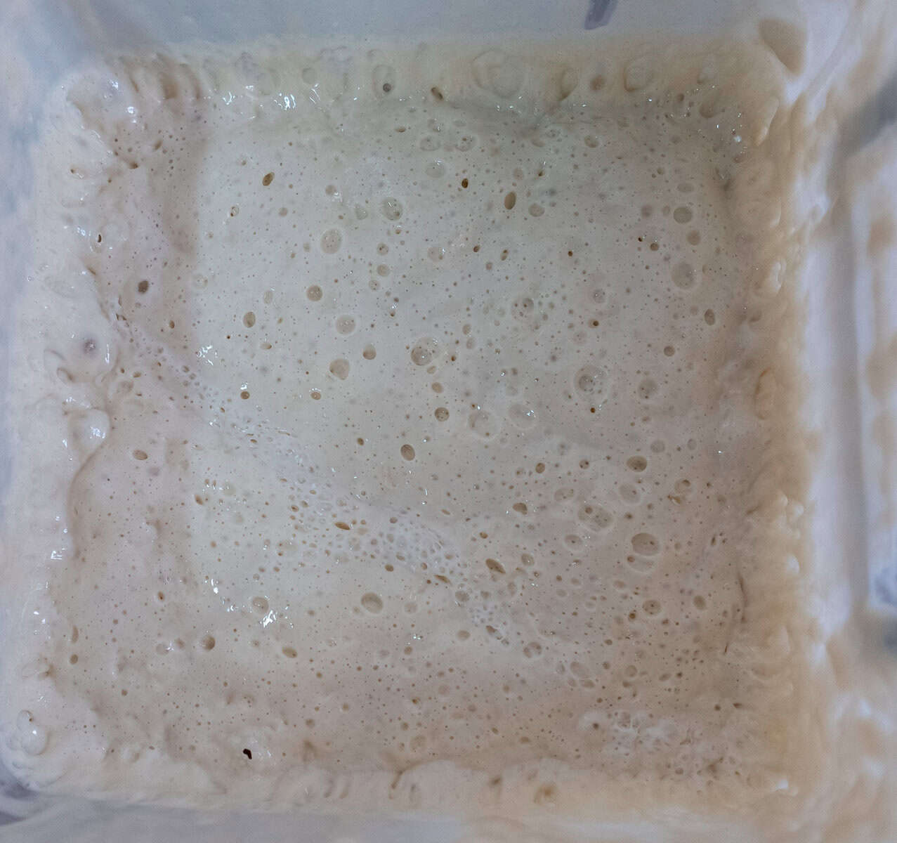 A bubbly sourdough starter resting inside a square container during its active fermentation stage.