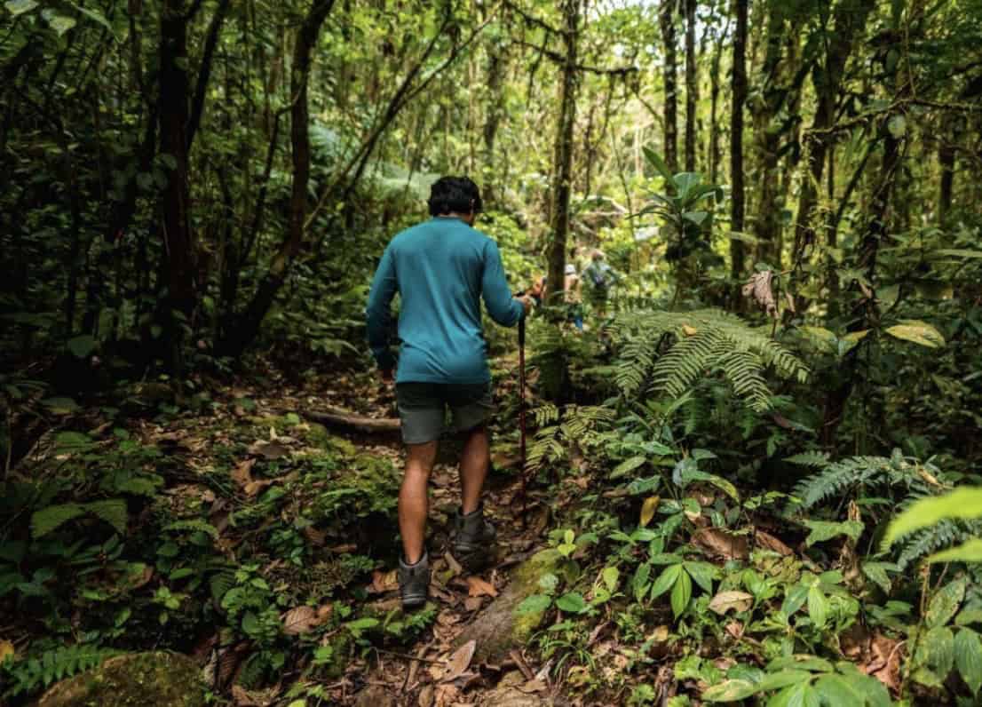 Hiker walking through a tropical rainforest trail in El Valle de Antón, Panama