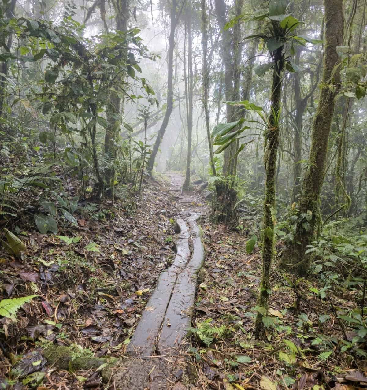Narrow wooden trail winding through the misty tropical forest of El Valle de Antón, Panama.
