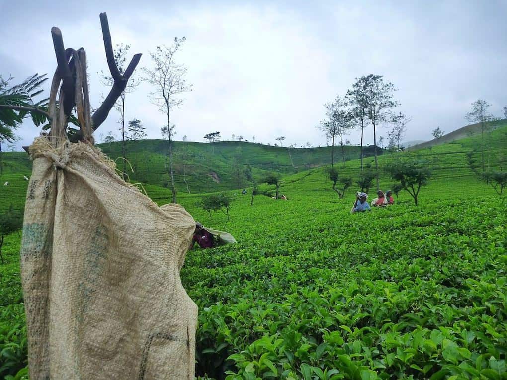 Ceylon tea from Sri Lanka
