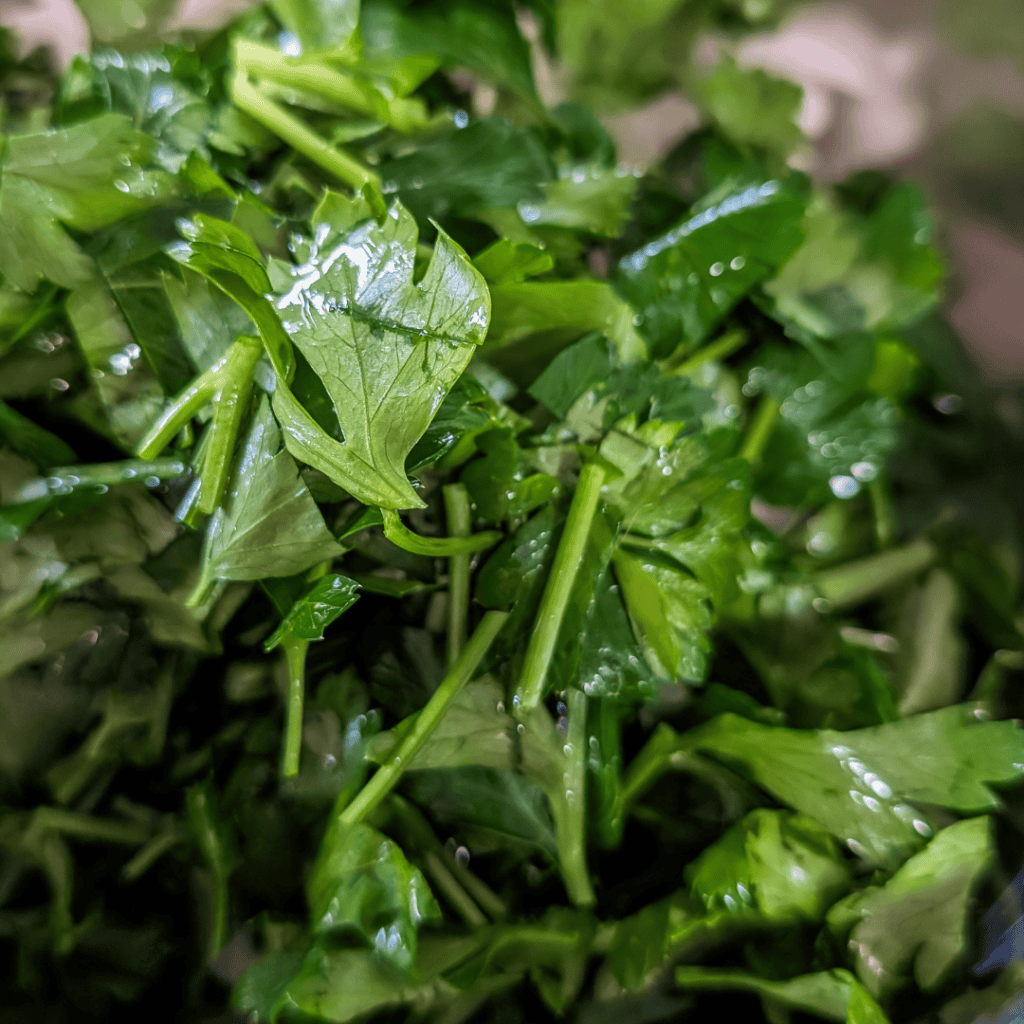 Cilantro leaves and stems, fresh and vibrant, ideal for adding flavor to BBQ chicken wraps.