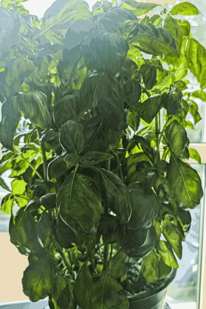fresh basil plant