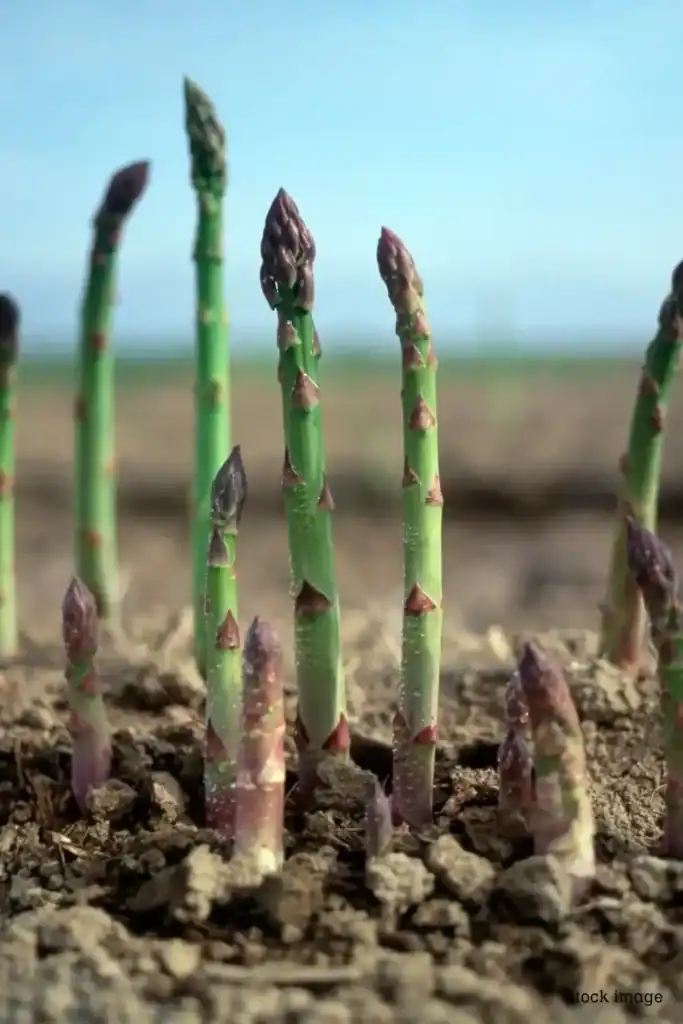 asparagus growing