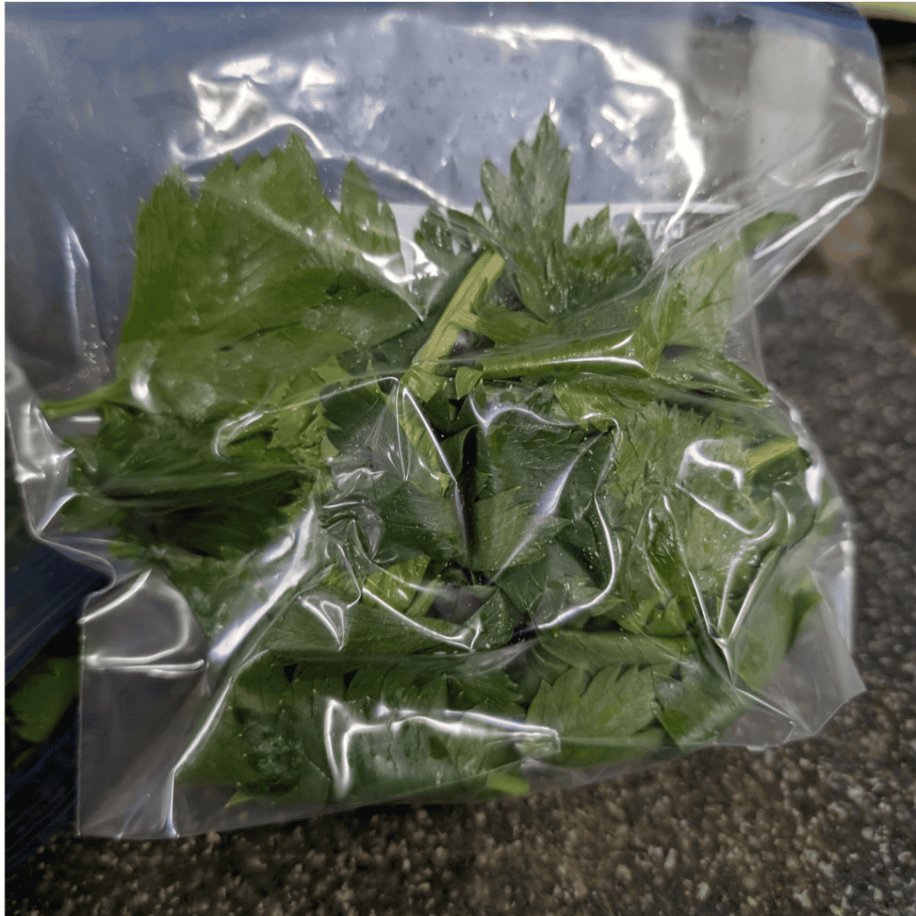 celery leaves for freezing