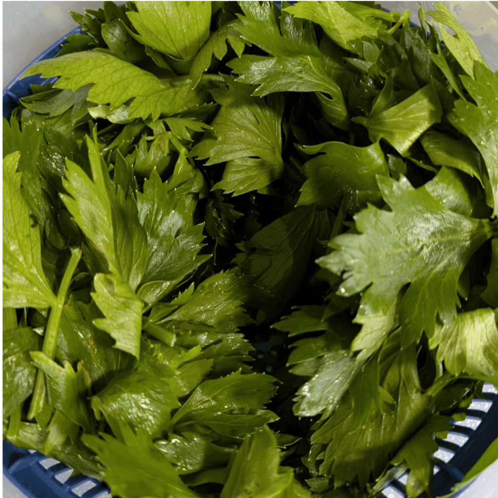 celery leaves
