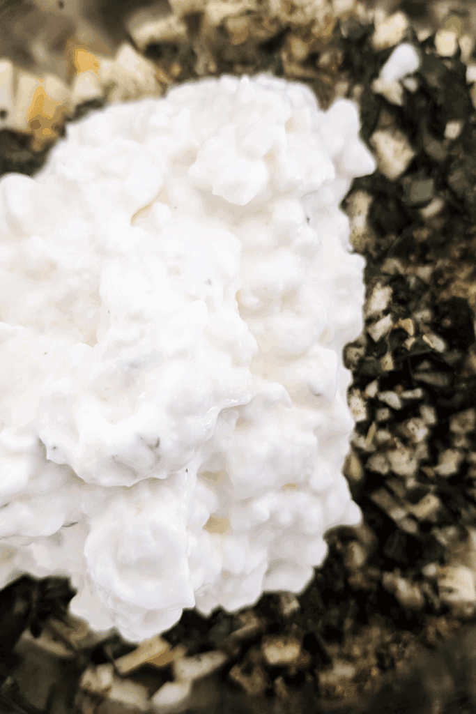 Fluffy white mushroom growing in soil, close-up shot.