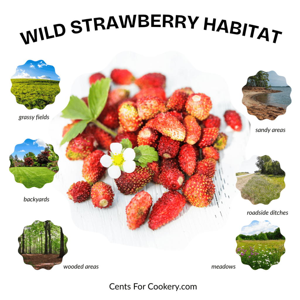 Wild strawberries in their natural habitat with surrounding landscape features.