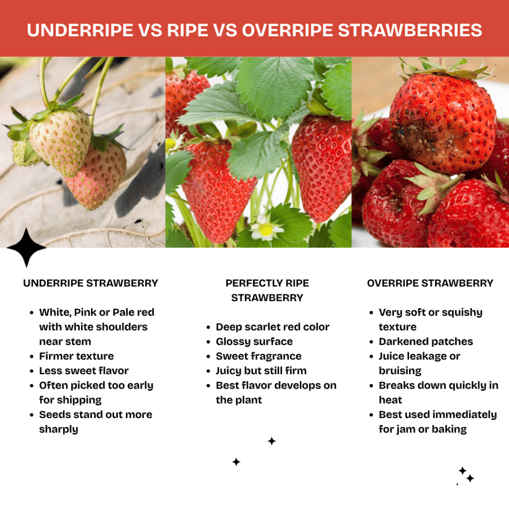 Comparison of underipe, ripe, and overripe strawberries showing texture and color differences.