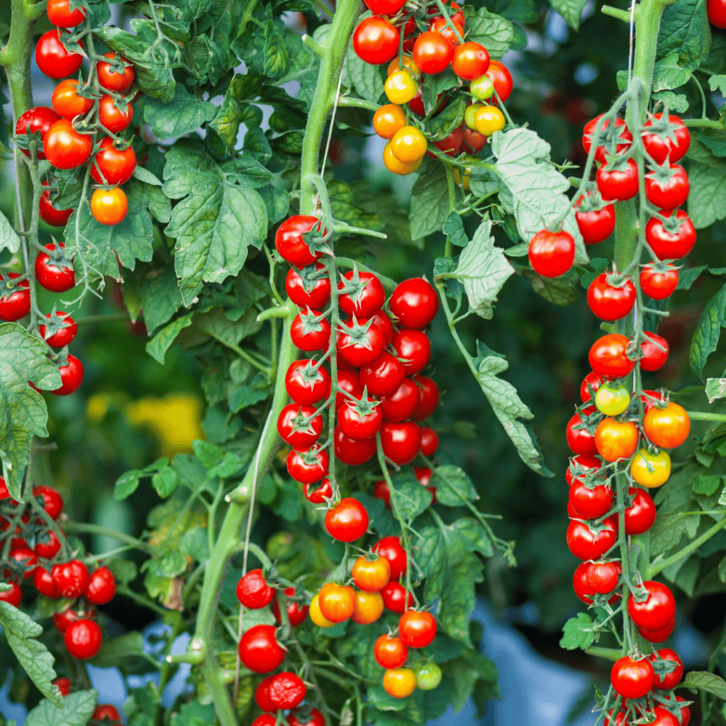 Healthy cherry tomato plant with ripe red and yellow tomatoes.