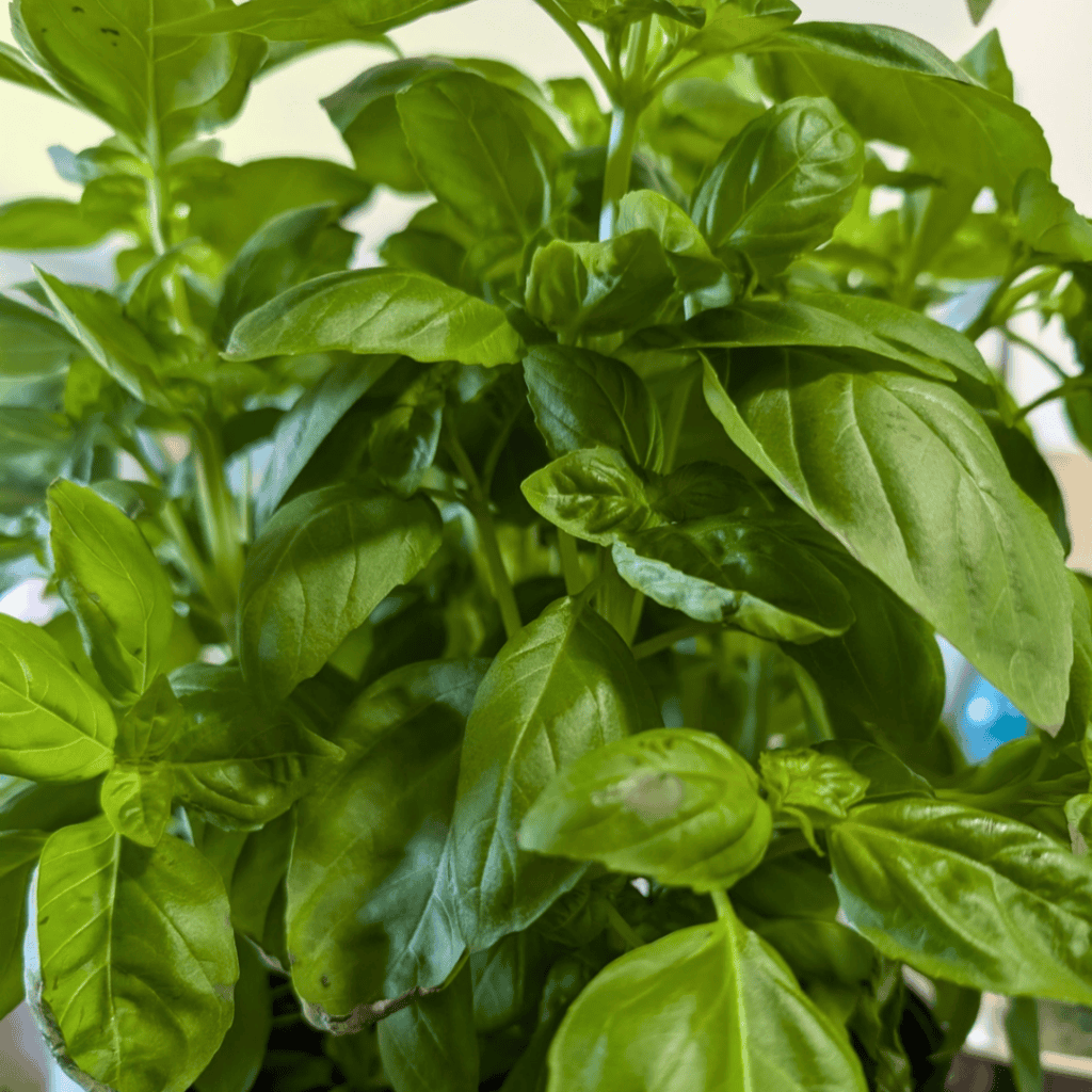Fresh green basil leaves, perfect for homemade tomato sauce.
