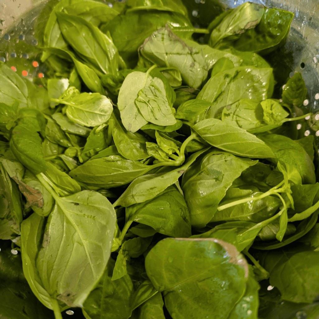 Fresh green basil leaves for making homemade roasted tomato sauce.