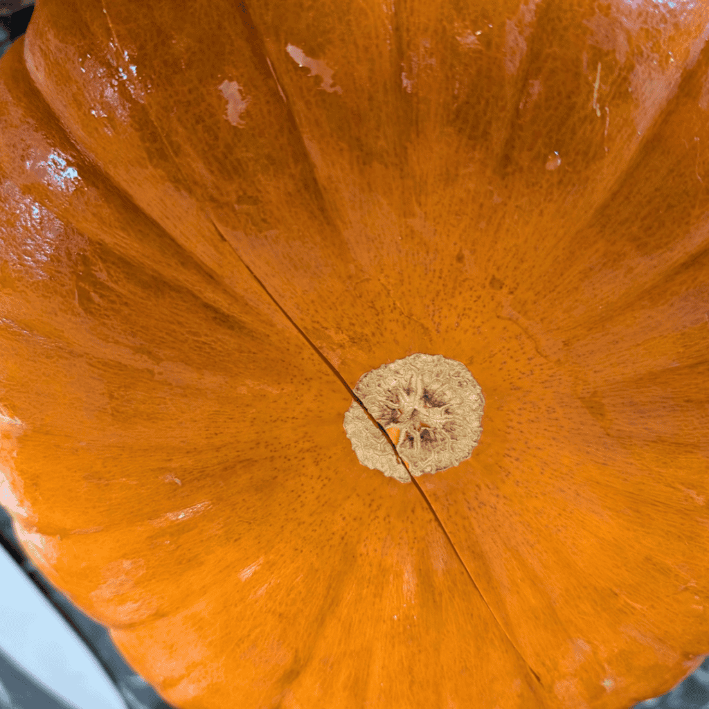 whole pumpkin cut around middles