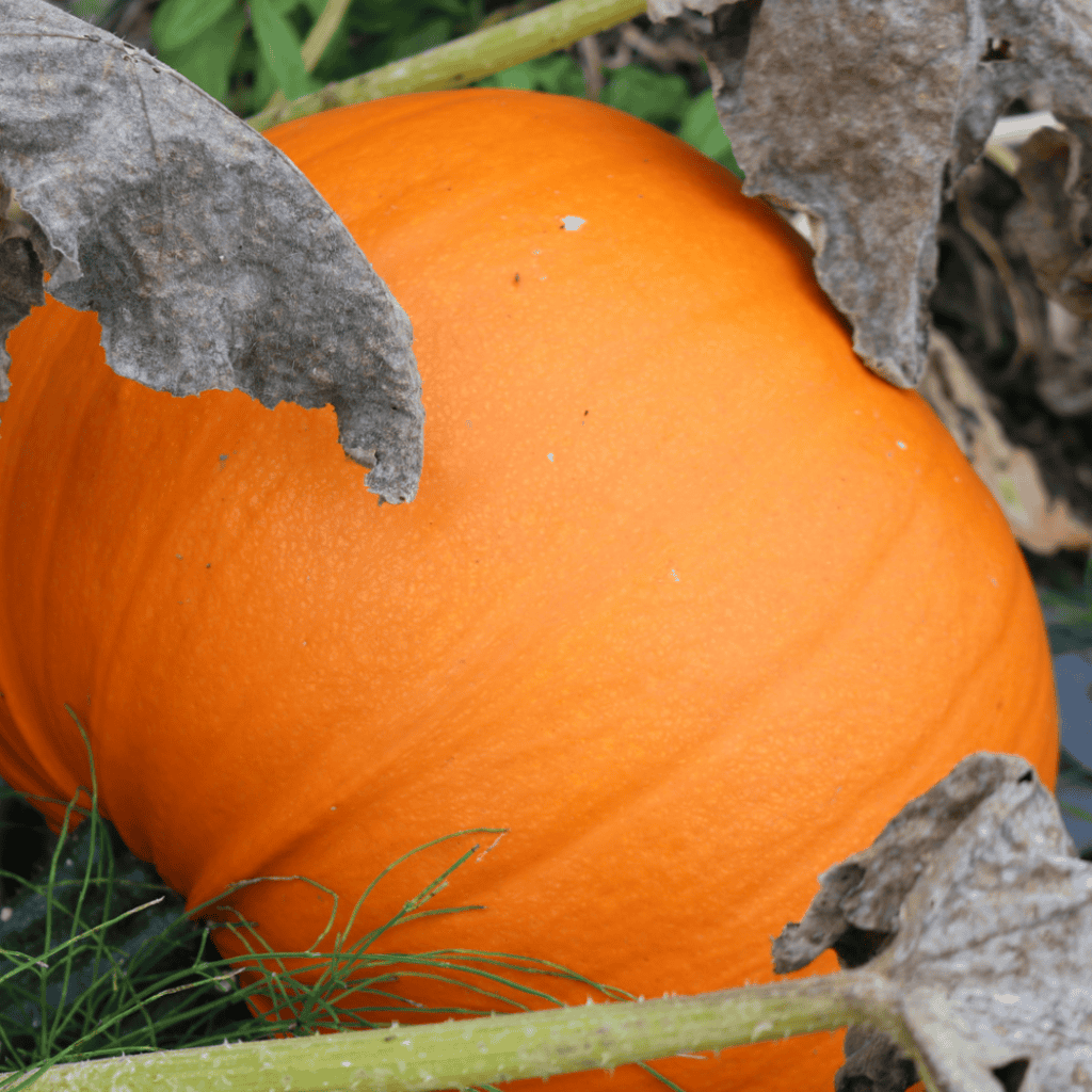 Vivid orange pumpkin ready for culinary use in fall recipes.