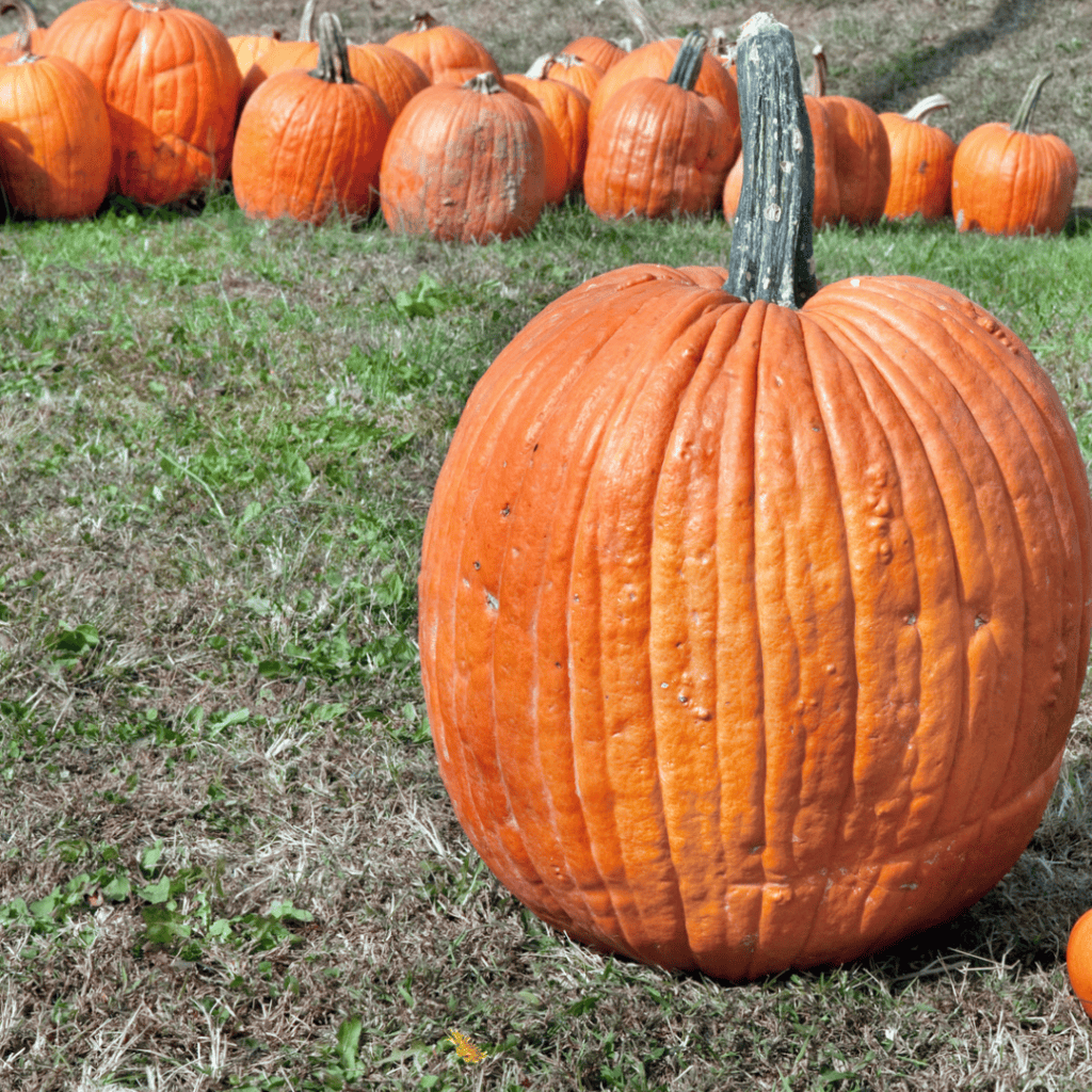 Large orange pumpkin on the field for cooking or baking.