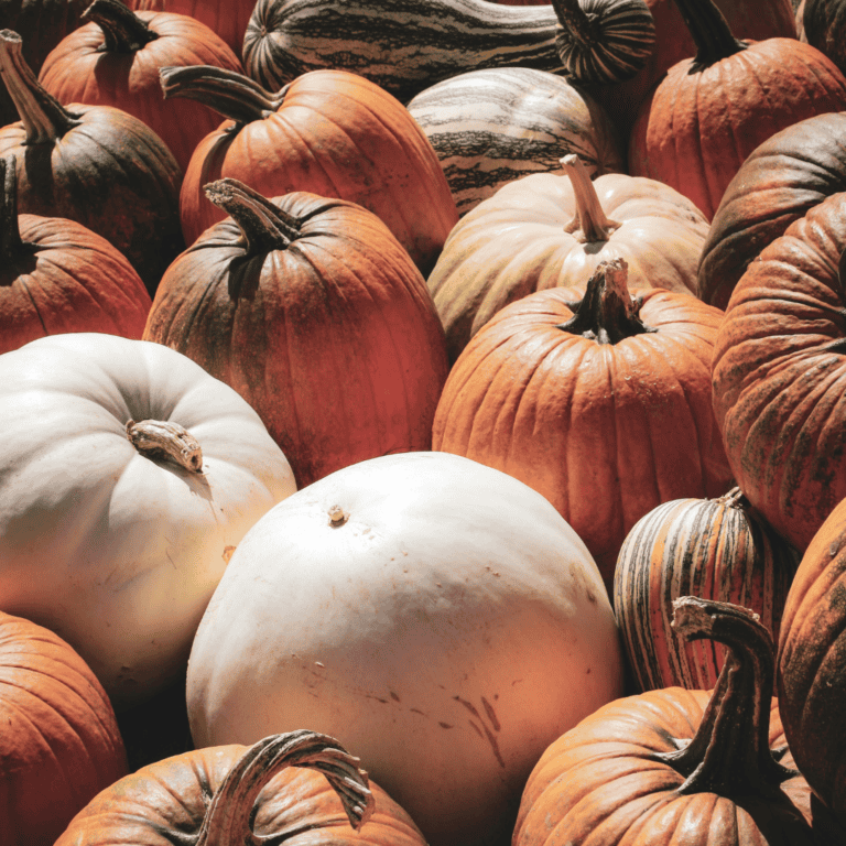 Variety of fresh pumpkins for cooking and baking.