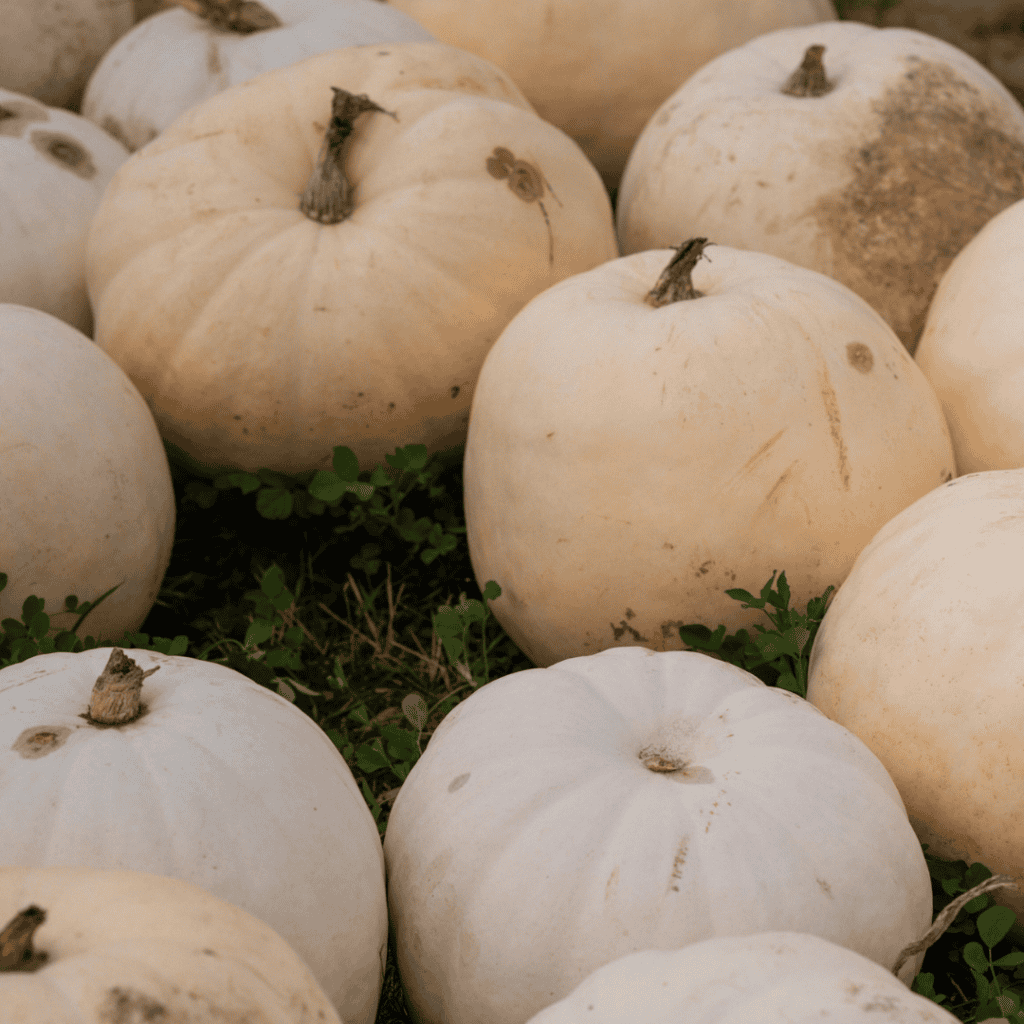 Fresh white pumpkins ideal for cooking and fall recipes.