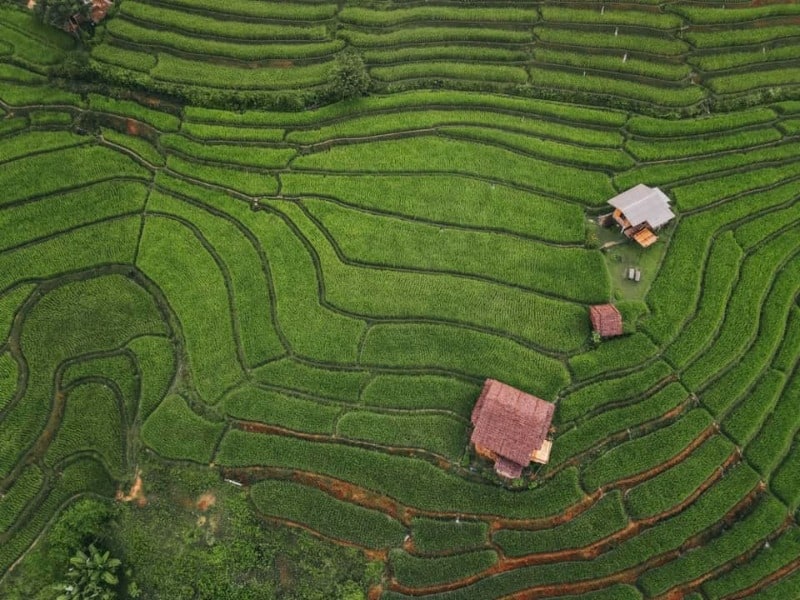 Ban Pa Pong Piang Rice Terraces