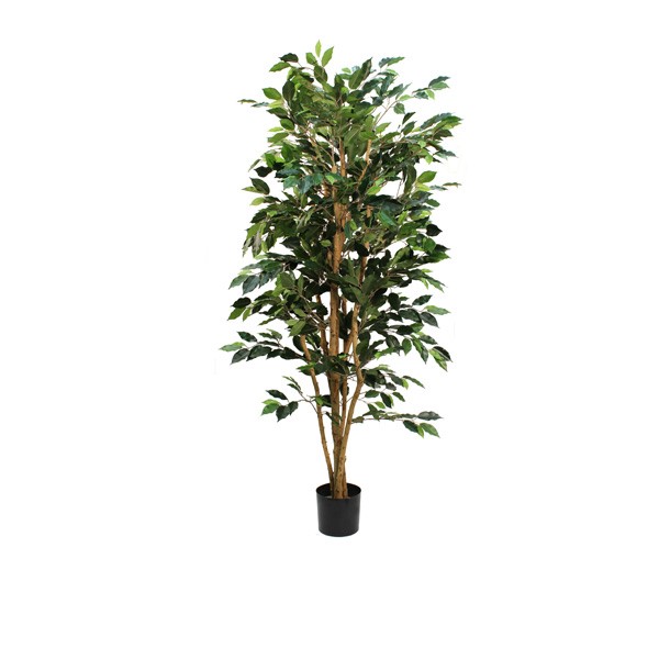 Real Indoor Plants 02