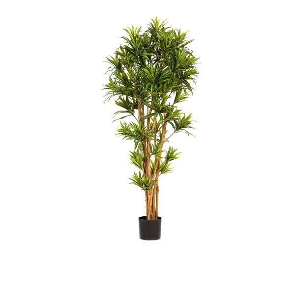 Real Indoor Plants 03