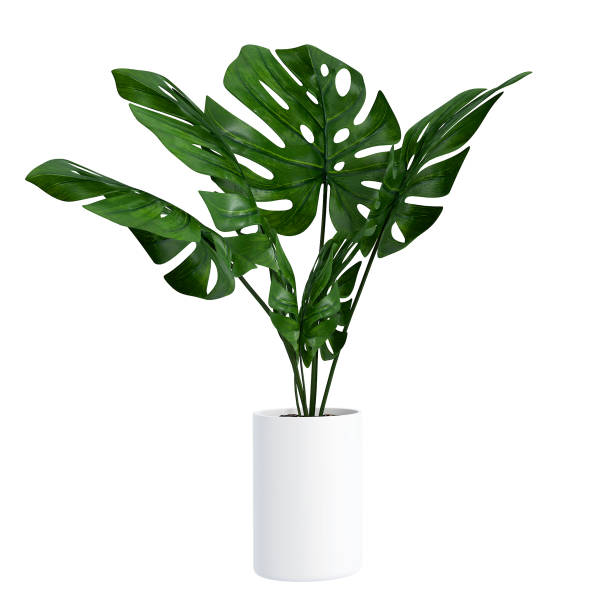 Real Indoor Plants 04