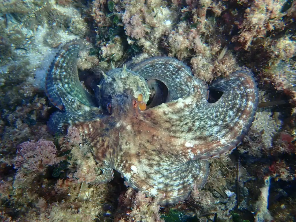 biodiversite calanques marseille 3 1024 768