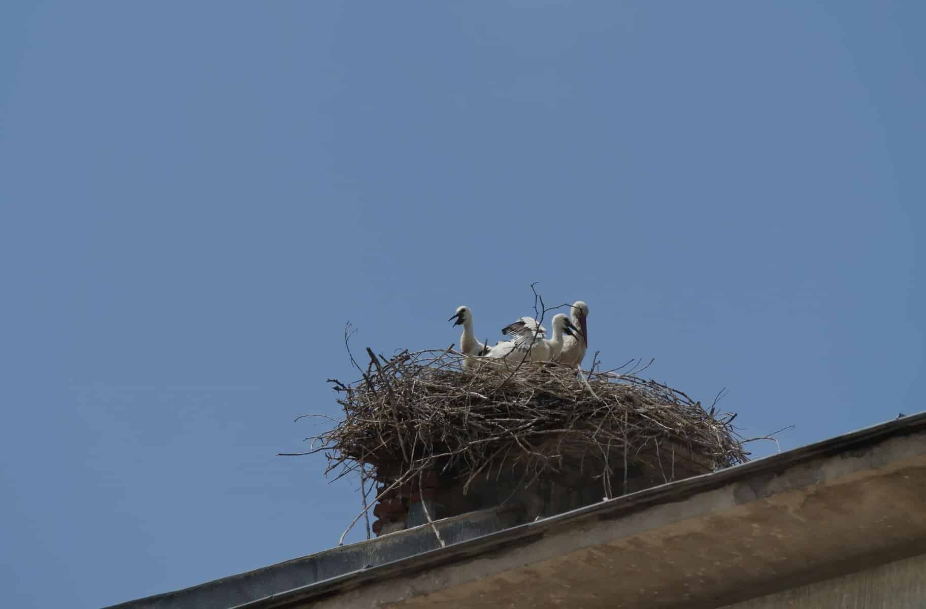 bird nest