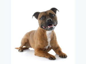 Staffordshire bull terrier