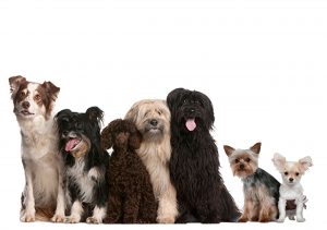 Dog-quiz