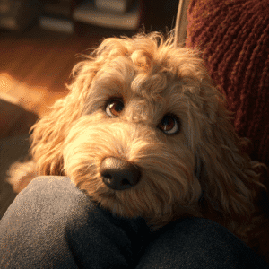 Fluffy_Labradoodle_res Larbradoodle leaning into owner