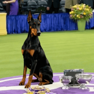 dog show winner