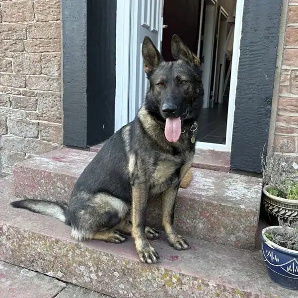 German Shepherd lying on a cushion outdoors.