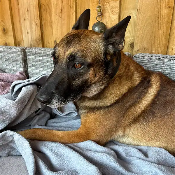 Alert Belgian Malinois in sunny meadow