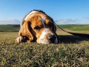 How to protect pet