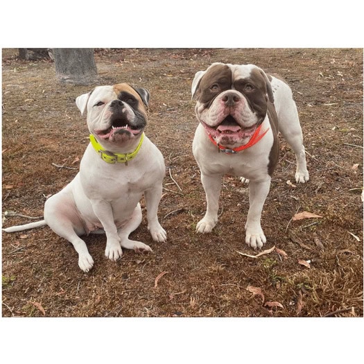 Two bulldogs wearing colourful collars outdoors on dirt ground.