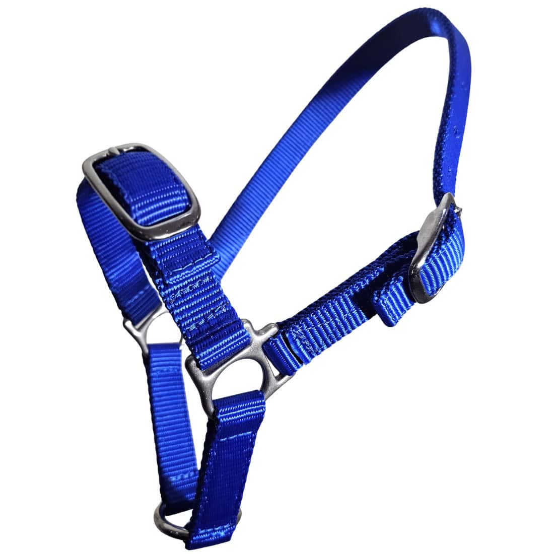 Sheep halter in blue with stainless steel hardware