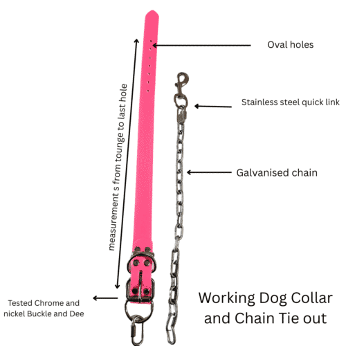 Pink working dog collar with chain and quick link for tie out.