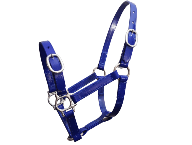 Foal halter PVC in blue