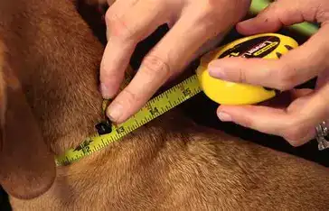 How to measure your dog