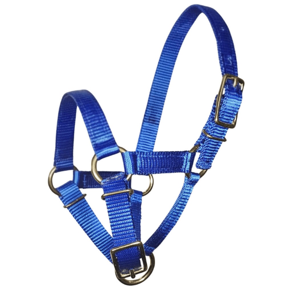 Blue alpaca halter with brass fittings for ultimate durability and style.