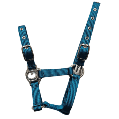 Blue mini horse halter webbing with adjustable straps and metal fittings.
