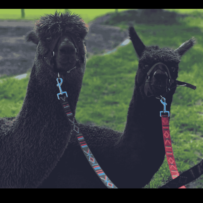 Two alpacas with colourful halters in a green field.