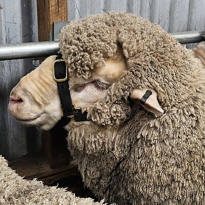 Close-up of a sheep and a lamb cuddling, showing soft wool and gentle interaction.