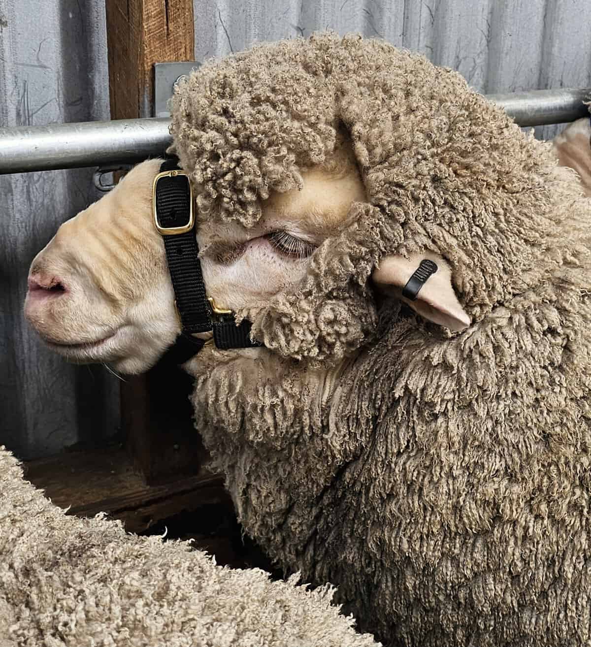 Close-up of a sheep and a lamb cuddling, showing soft wool and gentle interaction.