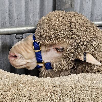 Close-up of a sheep with a blue halter, standing behind a fence.