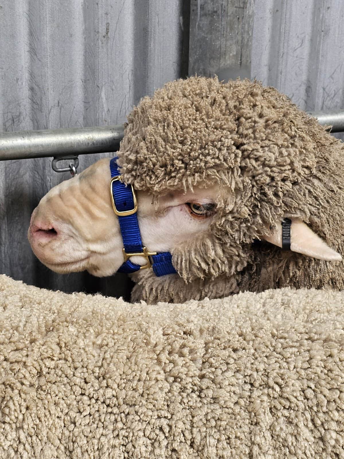 Close-up of a sheep with a blue halter, standing behind a fence.