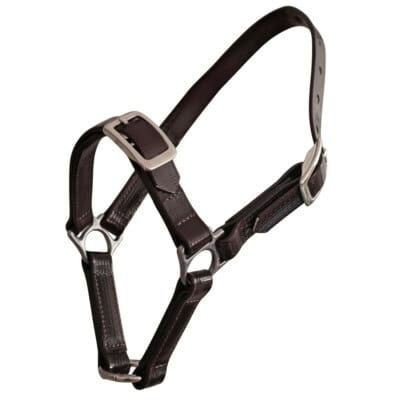 sheep halter training pvc
