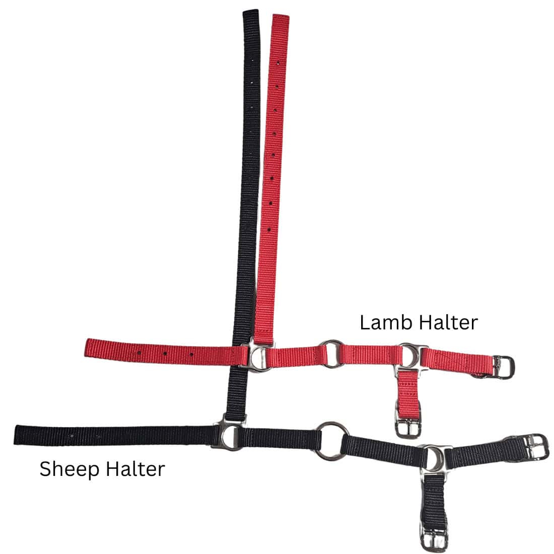 lamb sheep halter
